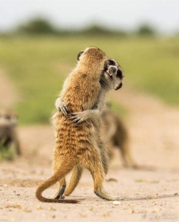 Влюбленные животные, от которых мимиметр зашкаливает