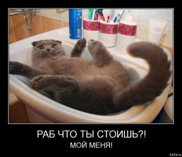 Животным смешно, а вам? (90 фото)