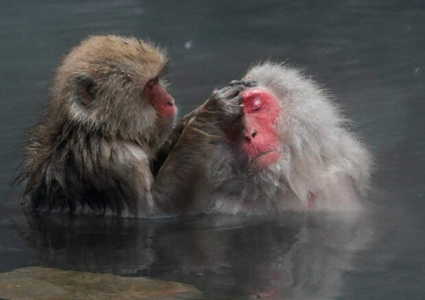 Macacos en Yamanouchi