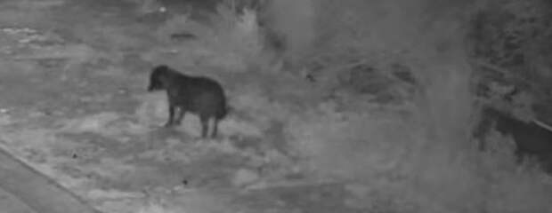 Житель Сицилии научил собаку выбрасывать мусор. Попались оба