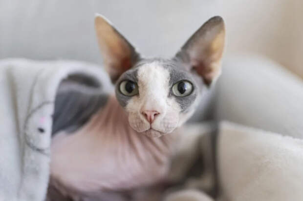 «Тыг-дык» по науке: почему кошки носятся по квартире и когда это повод для беспокойства