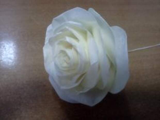 rosa_iz_scotcha_09