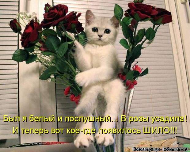 Лучшие котоматрицы недели (50 фото)