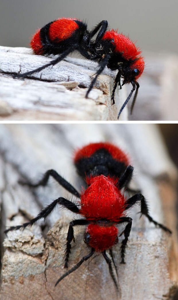 Красный муравей Дальтонизм, животные, мир, существа нашей планеты, факты