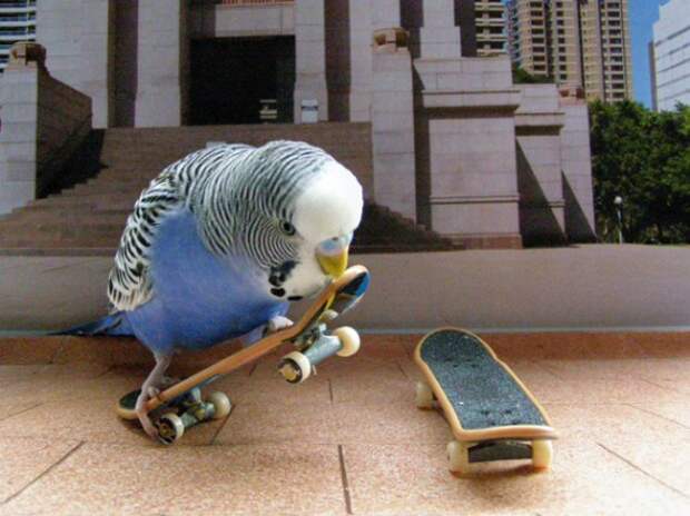Попугаи скейтбордисты
