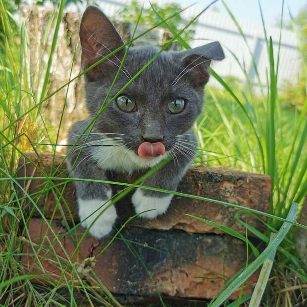 В Хорошёво-Мнёвниках спасённому коту по кличке Кузя ищут новый дом