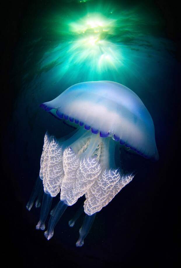 Существует около 2 000 различных видов медуз. Некоторые живут в пресной воде, другие встречаются в морях и океанах. животный мир, медузы