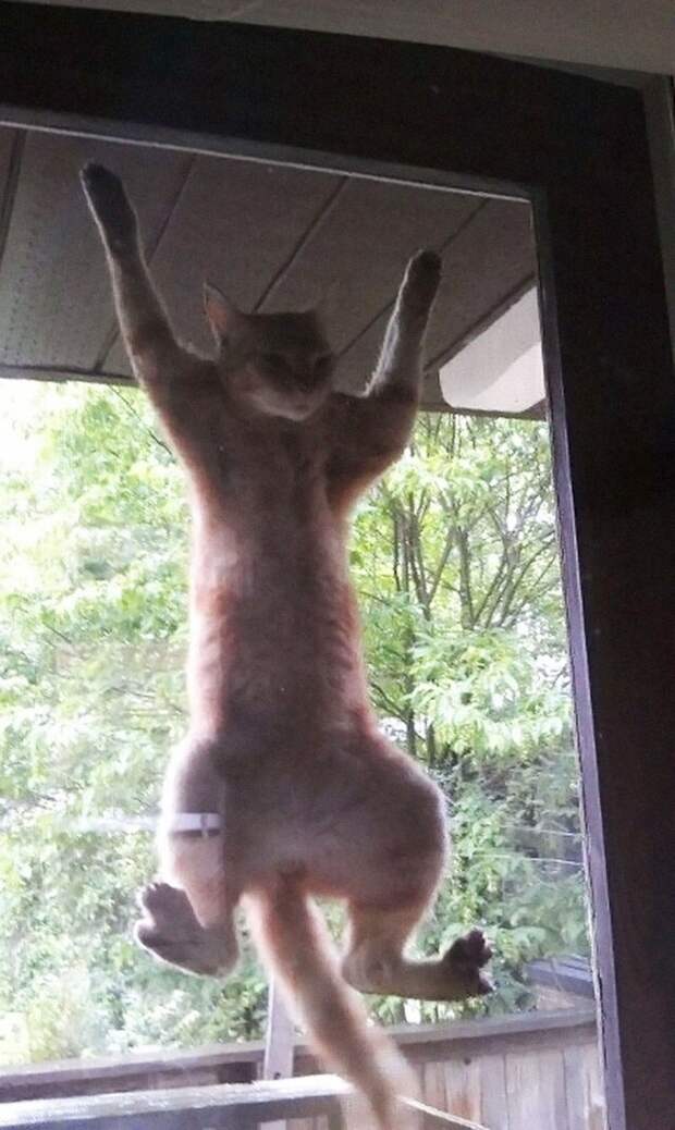 Кошки, в которых вселился Сатана