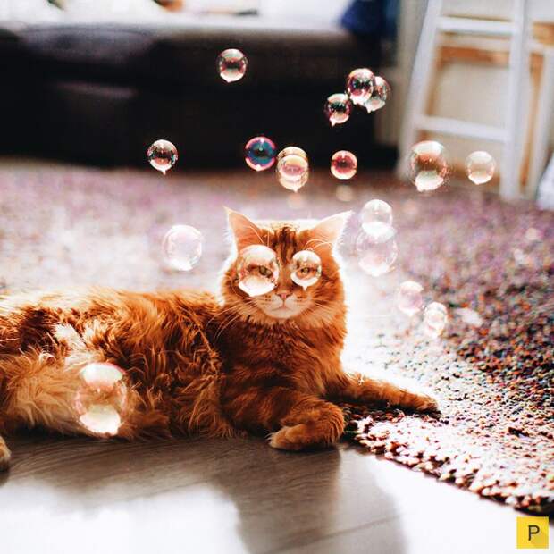 Роскошный рыжий кот по имени Котлета (27 фото) Роскошный рыжий кот по имени Котлета (27 фото)