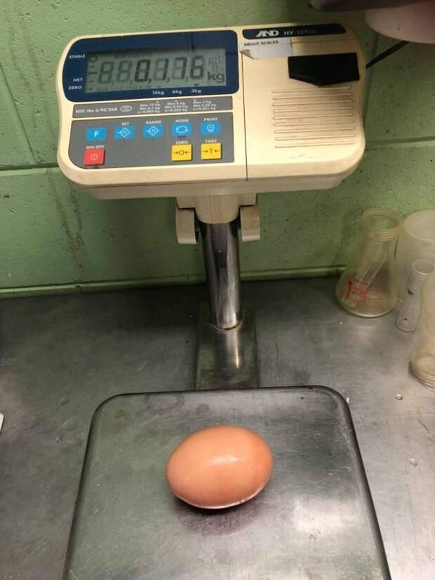 Яйцо-матрешка: в Австралии обнаружили огромное куриное яйцо с сюрпризом внутри австралия, в мире, вес, желток, курица, яйцо