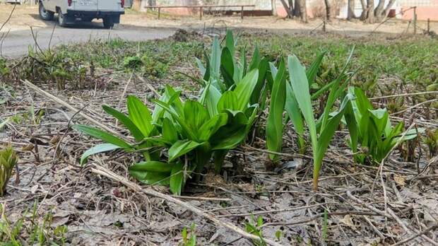 До +19 градусов. Какая погода ждет Алтайский край 28 апреля