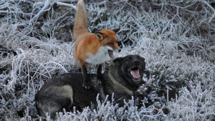 Sniffer fox and Tinni, дружба между лисой и собакой