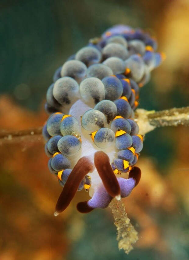 Dandys in the frame - photo of marine mollusks