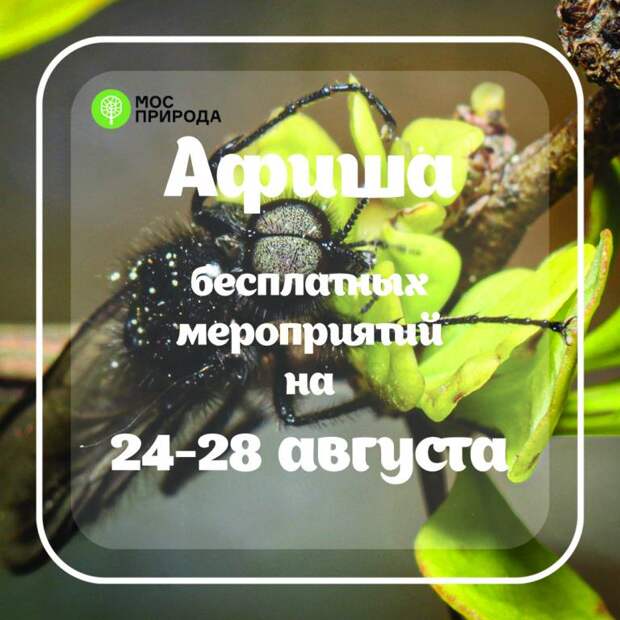 Афиша 24-28 августа августа.jpg Афиша 24-28 августа августа.jpg