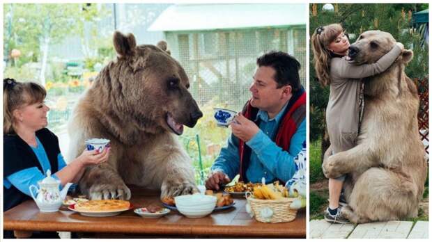 Он похож на большую плюшевую игрушку! 300-килограммовый медведь в качестве домашнего питомца животные, медведь