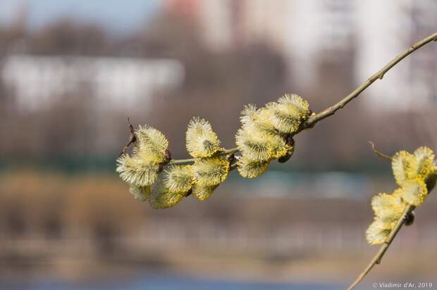 Верба - 007.jpg Верба - 007.jpg