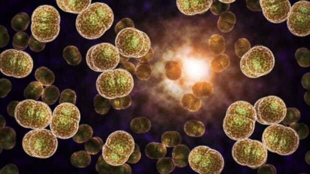 Бактерии Neisseria gonorrhoea