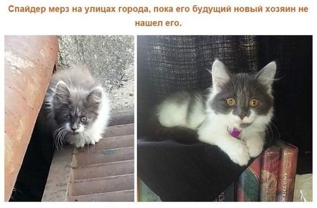 Спасенные кошки, которых подобрали и полюбили. Фото до и после. Спасенные кошки, которых подобрали и полюбили. Фото до и после.