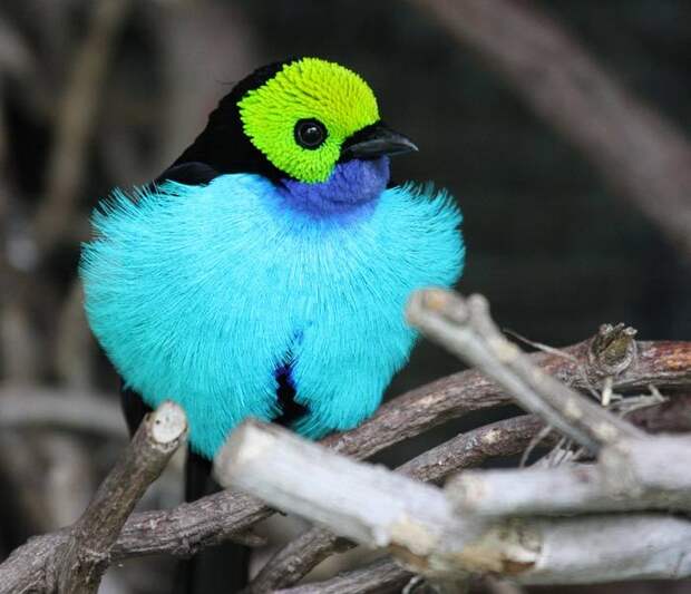Второе название этого удивительного существа обитающего в тропических лисах Колумбии и Бразилии – «Семицветная птичка».