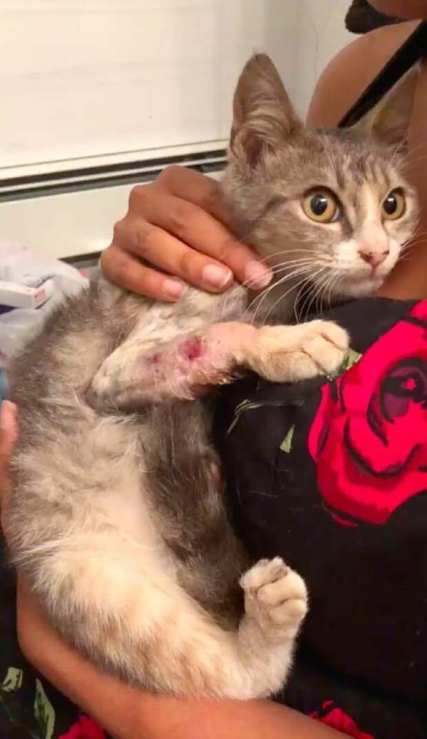 спасение котенка с больной лапой котенок с больной лапкой