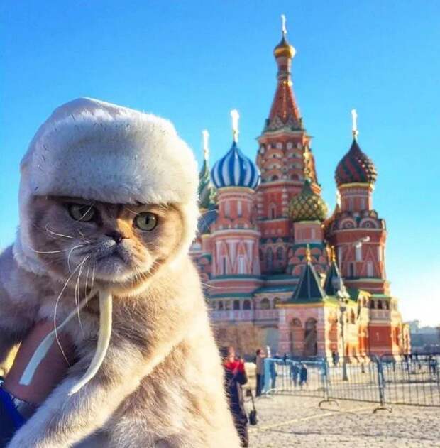 Забавные животные