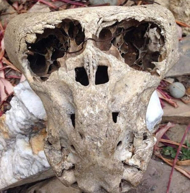 5. В горах Адыгеи нашли таинственные черепа и сундук со значком "Аненербе". история, факты