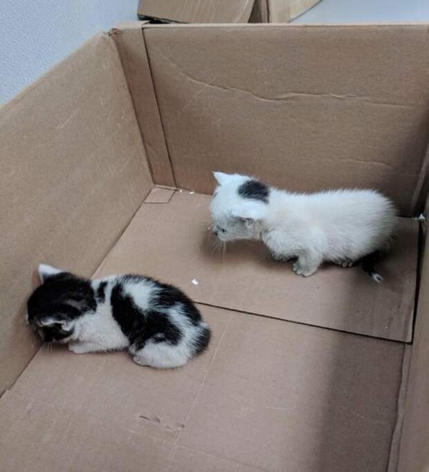 двое котят в коробке
