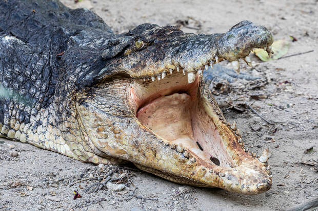 Напуганные люди стали молиться крокодилам
