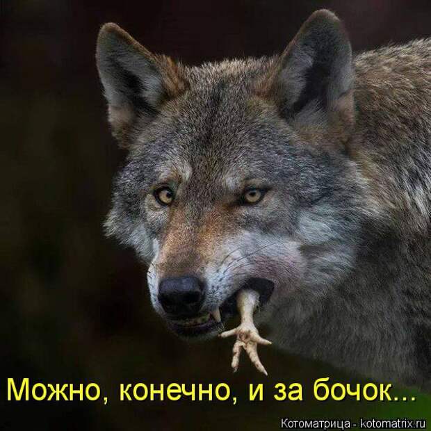 Лучшие котоматрицы недели (50 фото)