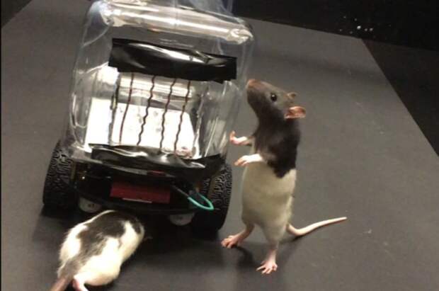 Учёные научили крыс ездить на крошечных машинах