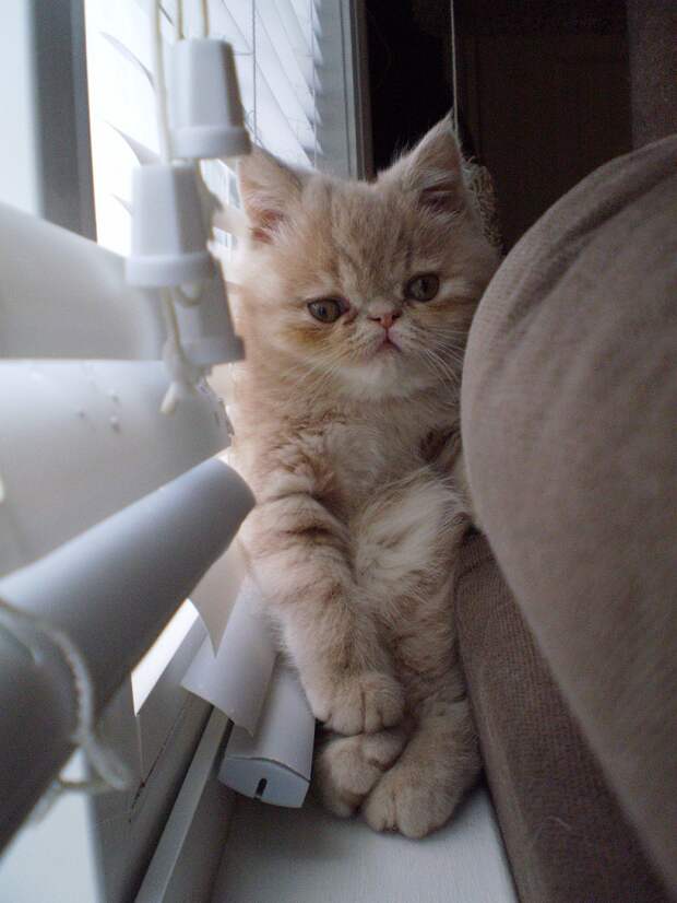 Без кота и жизнь не та