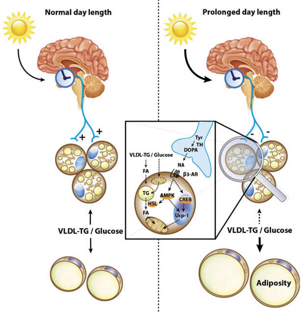 http://elementy.ru/images/news/prolonged_daily_light_exposure_increases_body_fat_mass_1_600.jpg