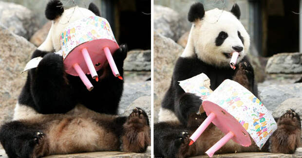 pets-that-have-better-birthday-parties-than-you-56-570e43c500736__700