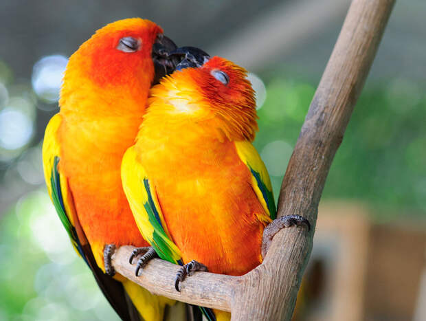 20+ Animal Couples That Prove Love Exists In The Animal Kingdom Too