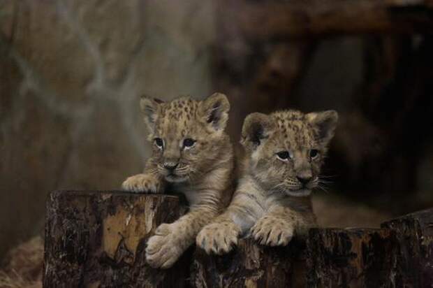 Росприроднадзор проверяет груминг-салон со львенком в Петербурге