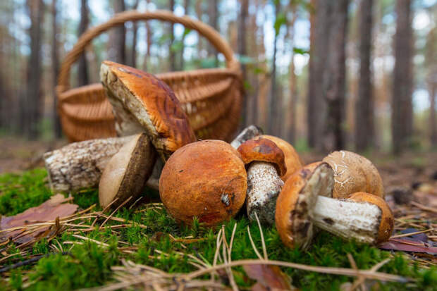 Миколог Вишневский: в Подмосковье безопасно собирать все трубчатые грибы