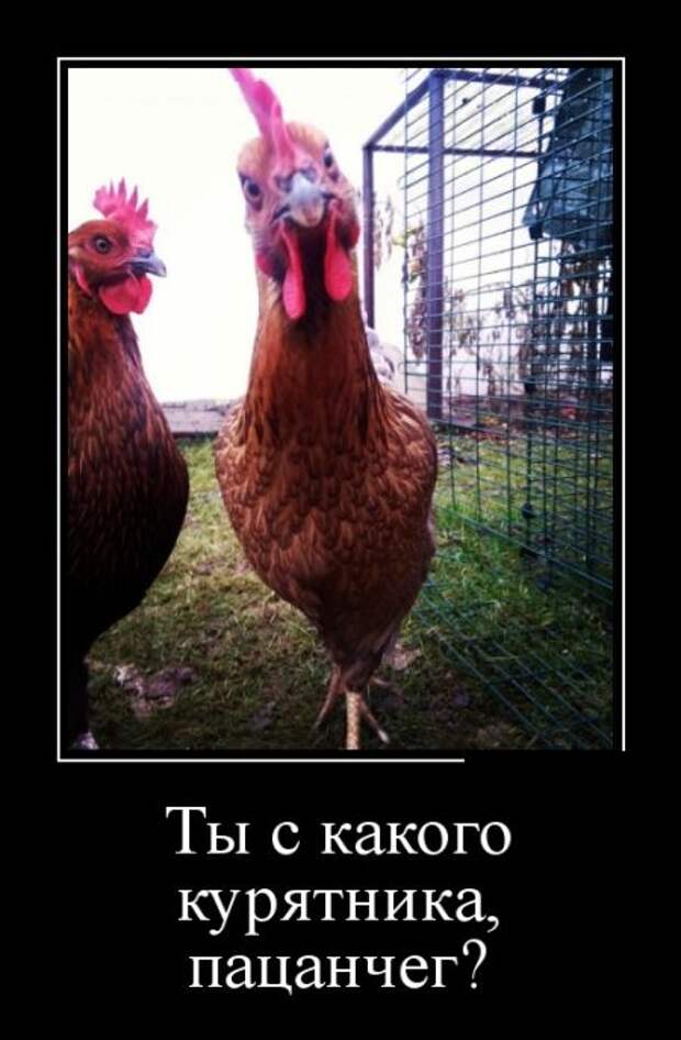 Демотиваторы (30 фото)