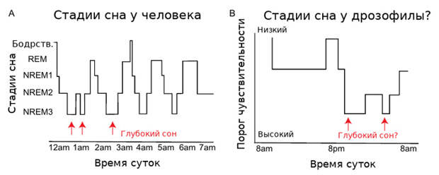 Рис. 2. Пример изменений порога чувствительности в течение суток у человека и дрозофилы