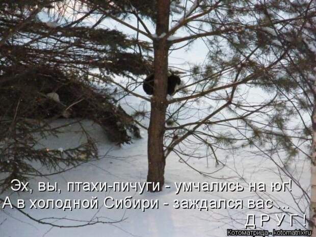 Лучшие котоматрицы недели (50 фото)