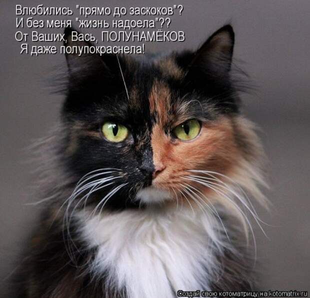 Отличная котоматрица на Бугаге (35 фото)