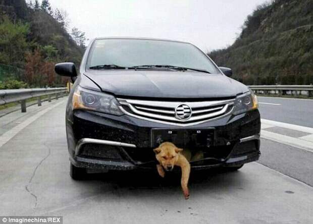 Бездомная собака попала под автомобиль и выжила авто, везение, животные, сбил собаку, собака