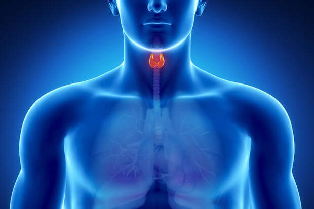 Thyroid-hashimoto-disease
