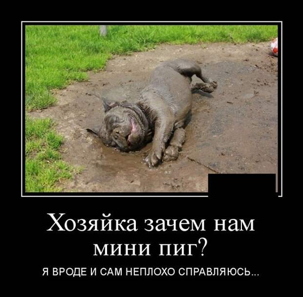 Демотиваторы (20 фото)