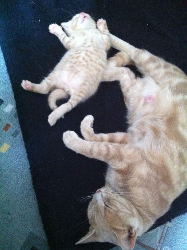 Фотография: 50 красавцев котов и их очаровательные мини-копии №46 - BigPicture.ru