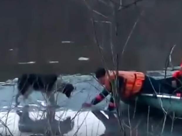 Спасатели целый час снимали пса с отколовшейся льдины