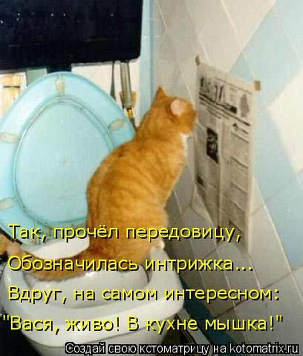 Лучшие котоматрицы недели (50 фото)