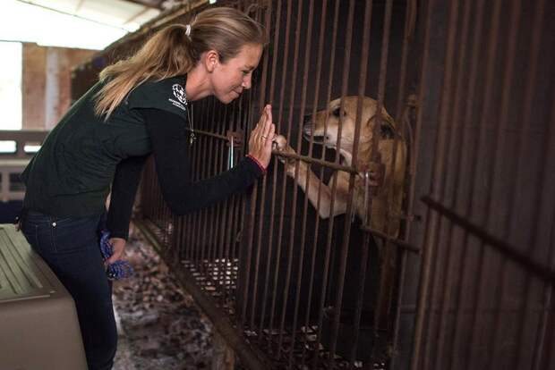 200 собак, которых хотели съесть, спасли с южнокорейской фермы