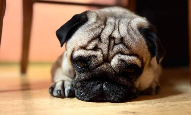 «Щенячьи лапки»: о пользе популярной позы для сна рассказала невролог Стецкая