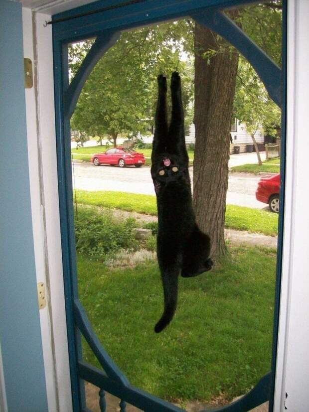 Животные, которые делают пакости, но в этом не раскаиваются