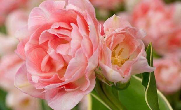 Сегодня выведено так много разновидностей тюльпанов, что порой некоторые их сорта больше похожи на другие растения, чем на своих "классических" сородичей